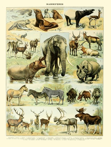 Ac04 animals chart vintage - chart, a4
