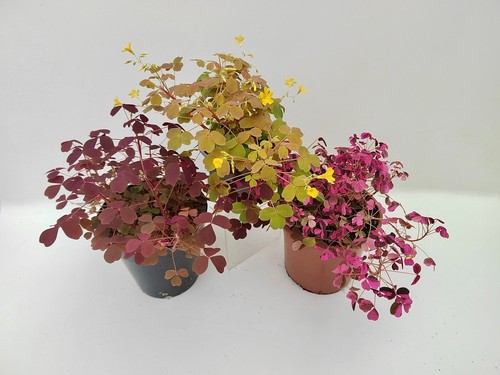 Oxalis trio collection - oxalis,