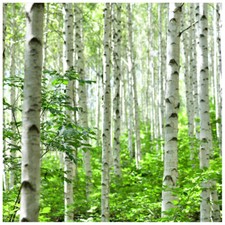 1 Silver Birch 4-5ft Stunning