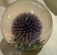 Vintage Hippocampus Thistle