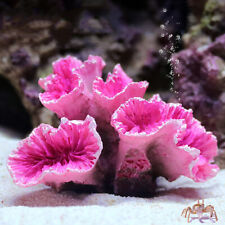 Artificial Resin Coral Reef