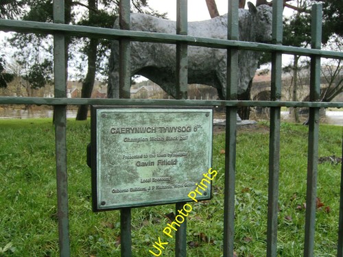 Photo 12x8 bull - photo,