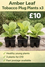 Amber Leaf Tobacco Healthy