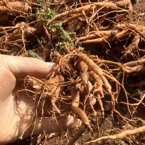 1pieces 7cm seedgrwoth - 1pieces,
