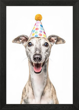 Happy Whippet Dog with Party