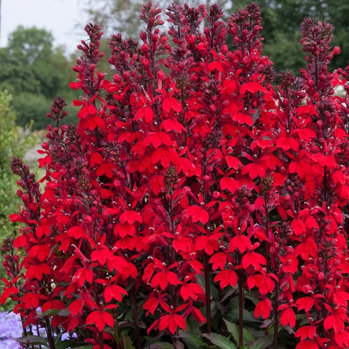 Lobelia speciosa starship - 2x, 'starship