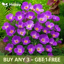 California Poppy Flower Purple
