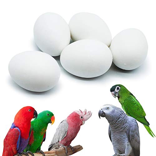 Pcs hatching eggs for - pcs,