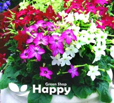 WINGED FLOWERING TOBACCO MIX -