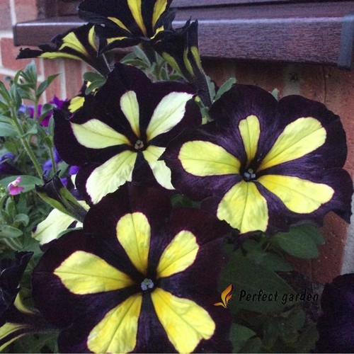 200 seeds petunia - 200,