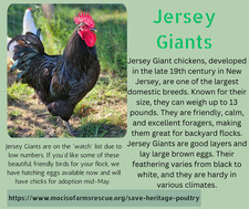Hatching Eggs Jersey Giants