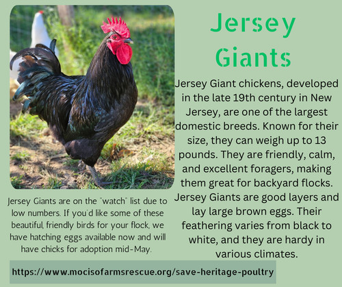 Hatching eggs jersey - eggs,