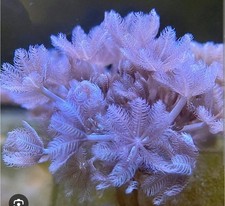 pulsing xenia  Marine Coral