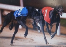 GREYHOUND RACING CLUB  1 YEARS
