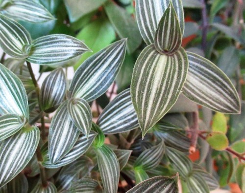 Rare callisia gentlei elegans - rare-,