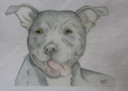 Staffie staffordshire bull - staffie,