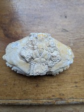 Fossilised Crab / crab fossil