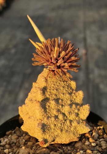 Cubiformis pseudolithos - cubiformis,