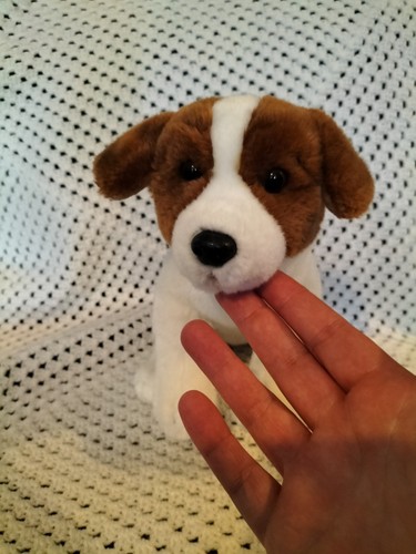 Jack russell faithful friends - jack,