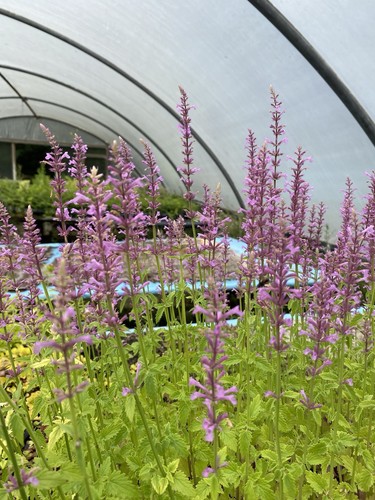 Agastache rose - 10, x