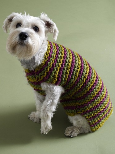 Super chunky striped - chunky, dog