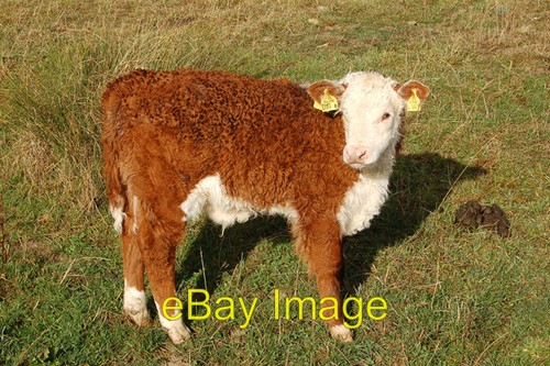 Photo 6x4 hereford calf - 6x4,