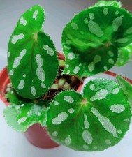 Begonia jiewhoei