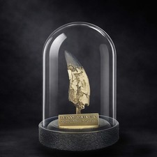 Tyrannosaurus rex fossil - tyrannosaurus,