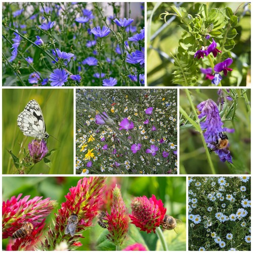 Wild flower meadow - seed,
