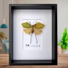 Framed giant leaf - , katydid