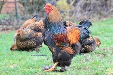 Gold laced brahma - gold, fertile