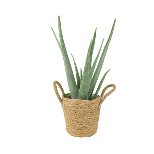 Medicinal aloe vera indoor - medicinal,