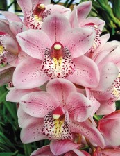 Cymbidium Paradisian Beach