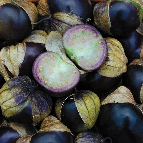 Tomatillo tomato purple - tomatillo,