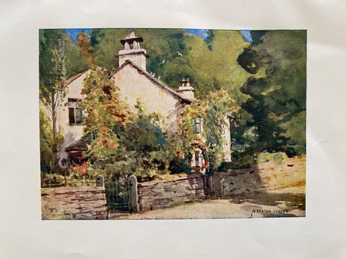 1908 antique print - antique, dove