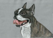 Original coloured pencil artwork picture Beautiful Brindle Boston Terrier Dog