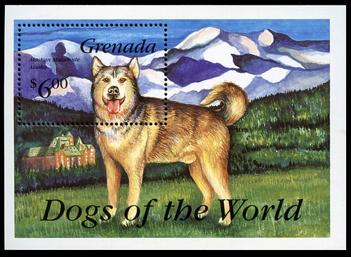 Alaskan malamute husky - malamute, dog