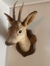 Deer Taxidermy Head Mount with Antlers On Wooden Mount