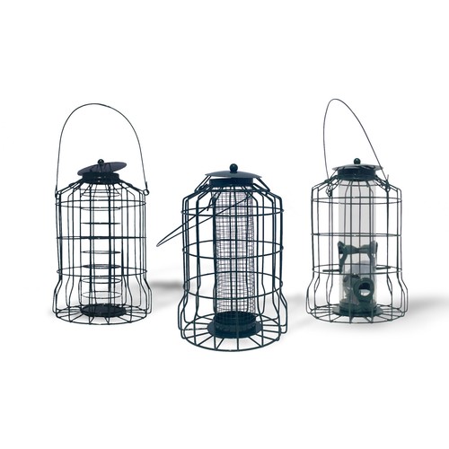 Squirrel resistant bird - squirrel,