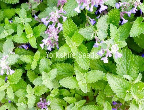 900x catnip catmint - 900x, nepeta