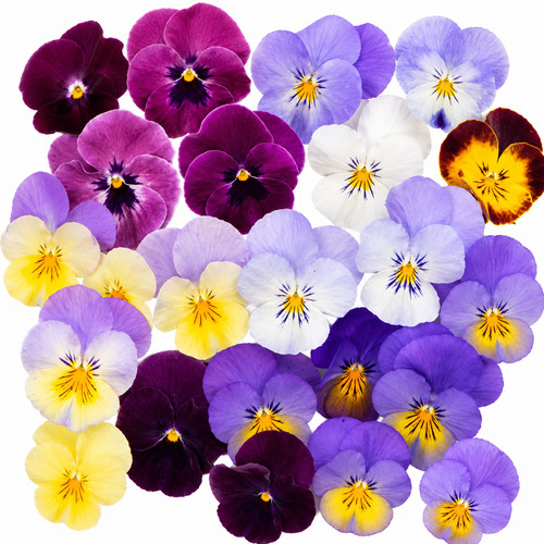 Autumn trailing hanging - trailing,