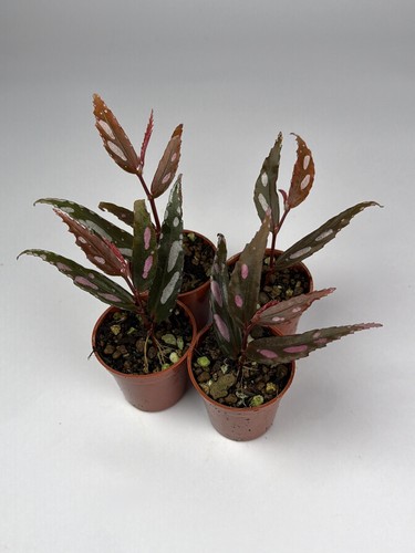 Begonia julau type pink - type, 2
