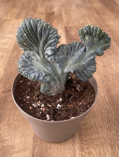 Myrtillocactus geometrizans - myrtillocactus,