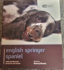English Springer Spaniel Dog