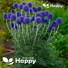 Blue Globe Thistle - 60 Seeds - Echinops Ritro - Perennial Cutting Flower