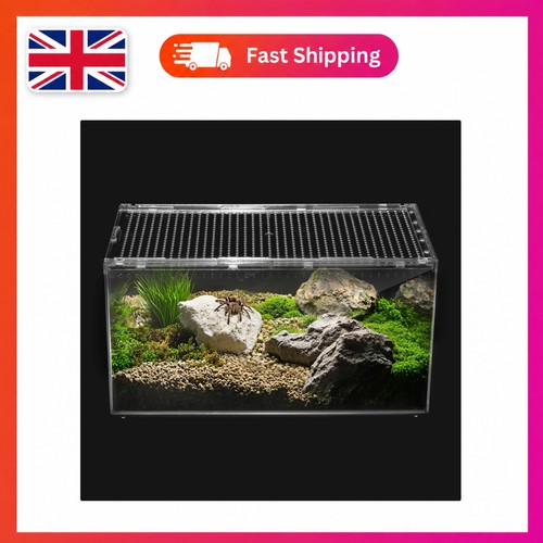 Compact tarantula gecko - compact,