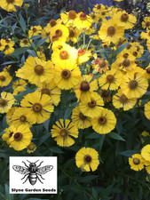 3x PACKS YELLOW HELENIUM