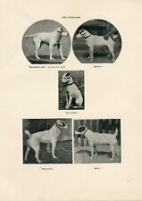 JACK RUSSELL FOX TERRIER