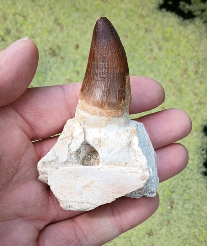 Fossil mosasaur tooth teeth - mosasaur,