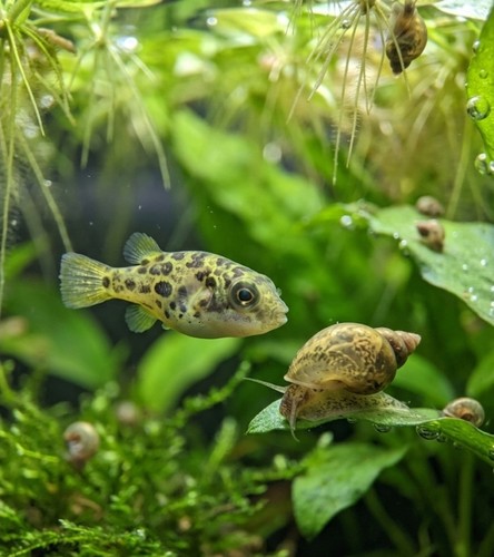 Live freshwater aquarium - live,